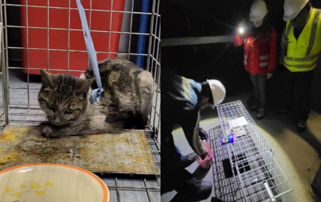 ¡Heroico rescate!: Trabajadores del Metro salvan a gatito que estaba atrapado en lugar de difícil acceso