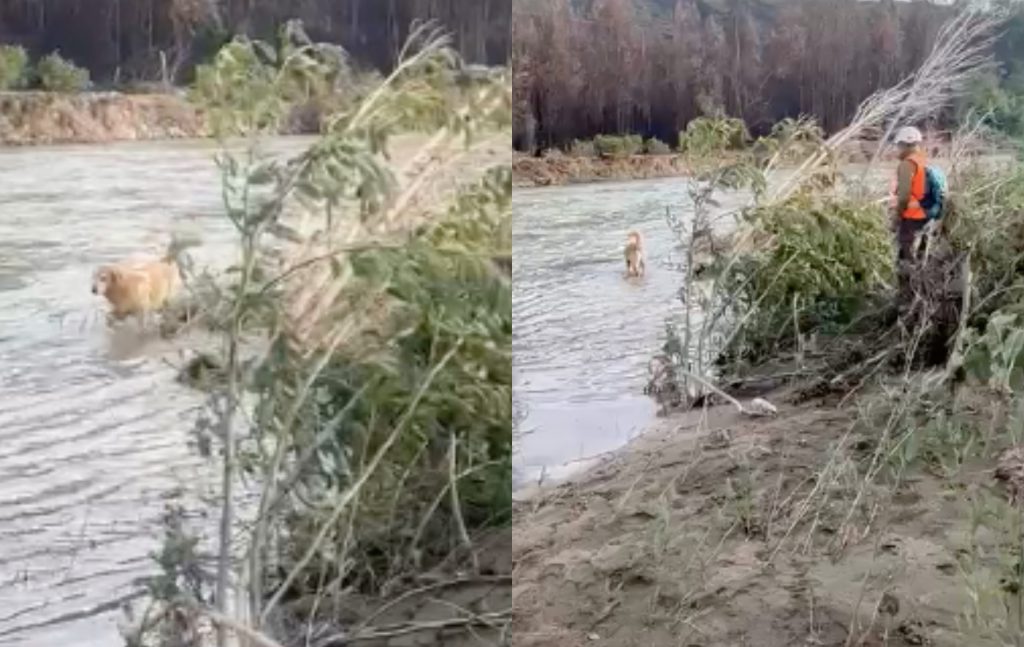Carabineros sumó a perrito llamado “Connor” en la búsqueda de las dos personas desaparecidas tras sistema frontal