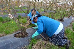 Resguardar a los animales y cubrir cosechas: Autoridades entregan recomendaciones para que agricultores enfrenten el sistema frontal