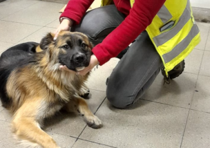 Metro de Santiago busca al dueño de perrito perdido en estación La Cisterna