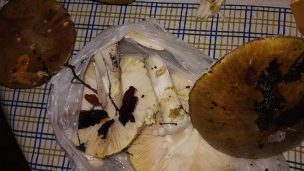 Hualqui: Joven de 17 años falleció tras consumir hongos silvestres venenosos