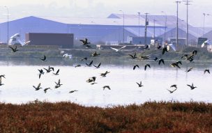 Observar u oír pájaros mejora la salud mental hasta por ocho horas