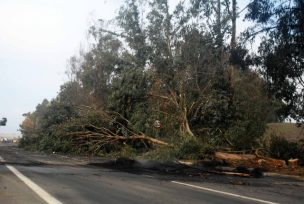 Árbol corta ruta previo a visita del Presidente Boric al Biobío