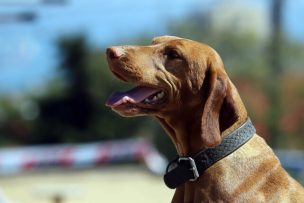 Declaran culpable a sujeto que ahorcó y mató a un perro en Puerto Montt