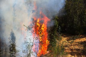 Declaran Alerta Roja por incendios en comunas de Maule y Los Lagos