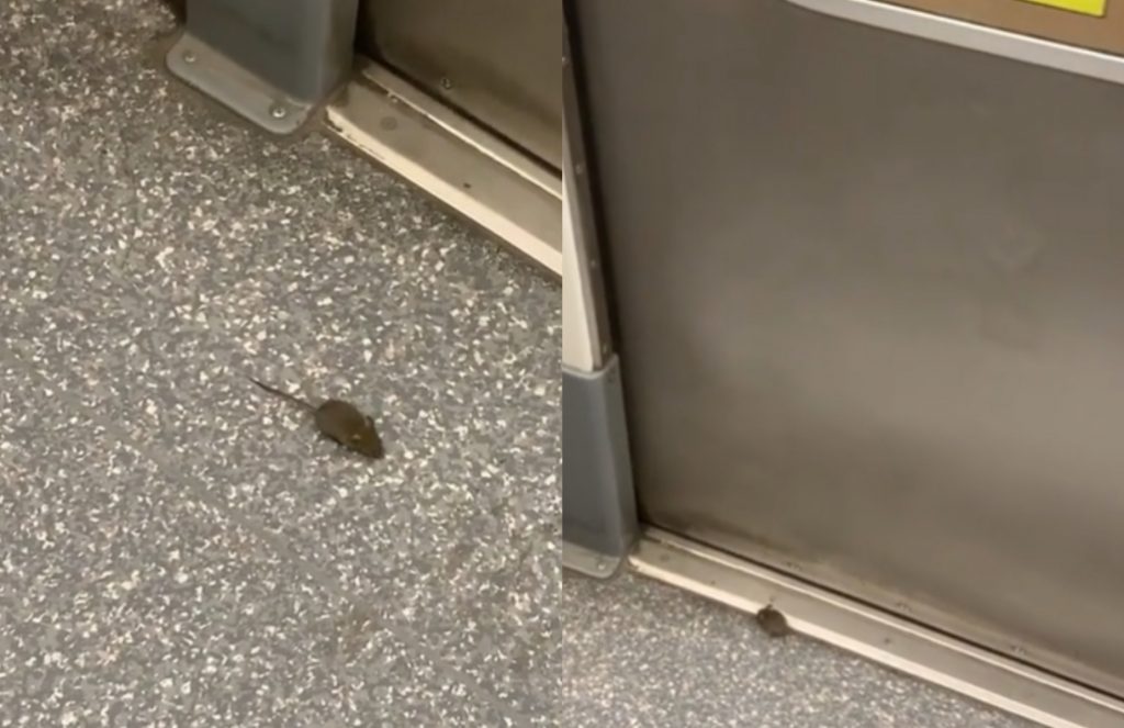 VIDEO | “Yo lo adoptaría”: Captan a pequeño ratón ‘paseando’ en vagón de Metro de Santiago