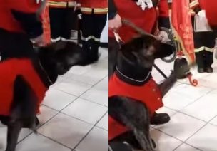 ¡De gala! Bomberos de Melipilla entregan reconocimiento a perrito por cinco años de servicio en la institución