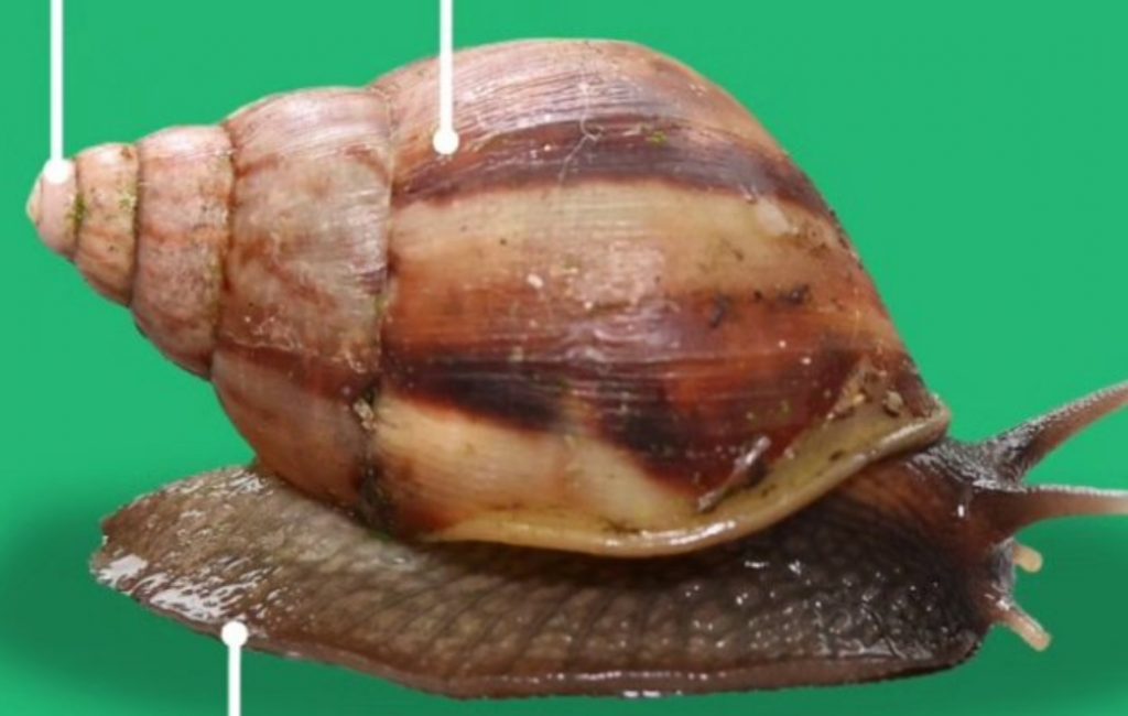 ¿Cómo identificarlo? Autoridades se refieren a alerta “fitosanitaria” por caracol africano gigante
