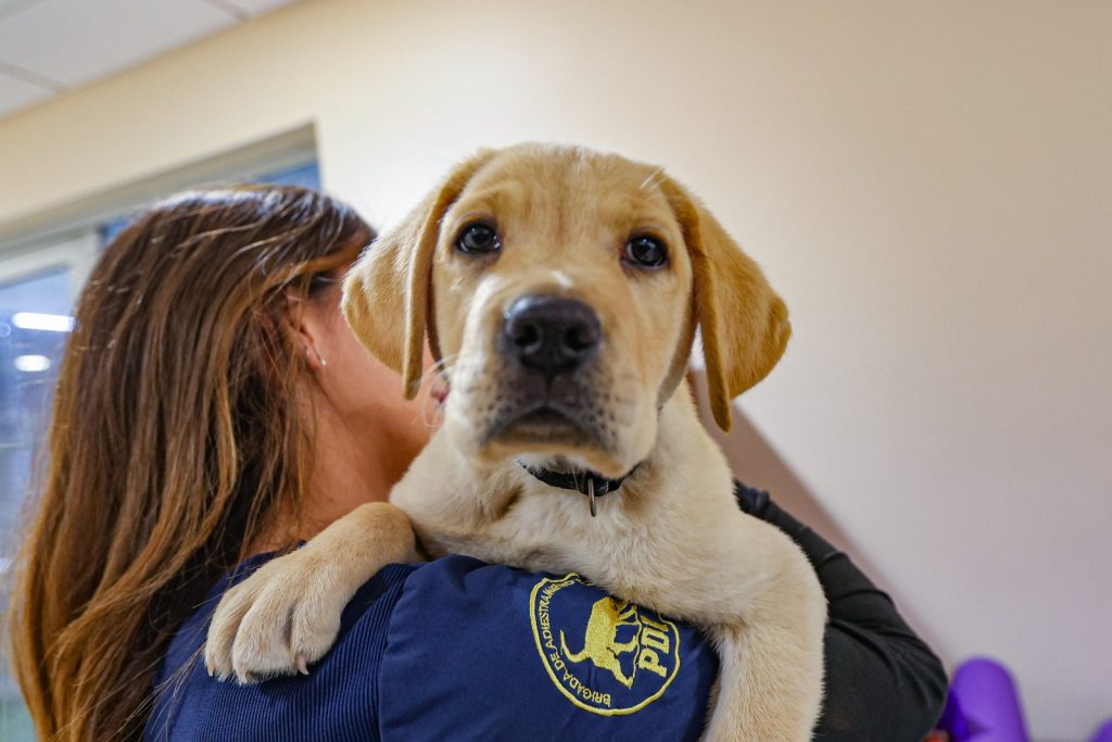 PDI entrega 5 recomendaciones para cuidar a los perros durante el frío