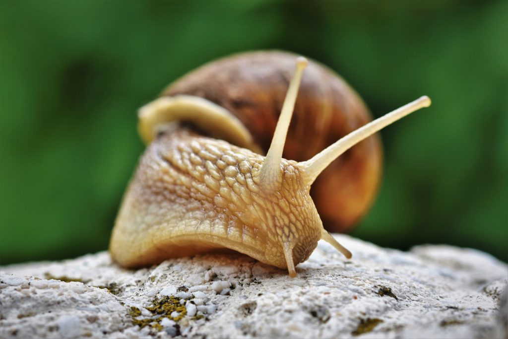 SAG levanta alerta por “peligroso” caracol gigante africano presente en Chile