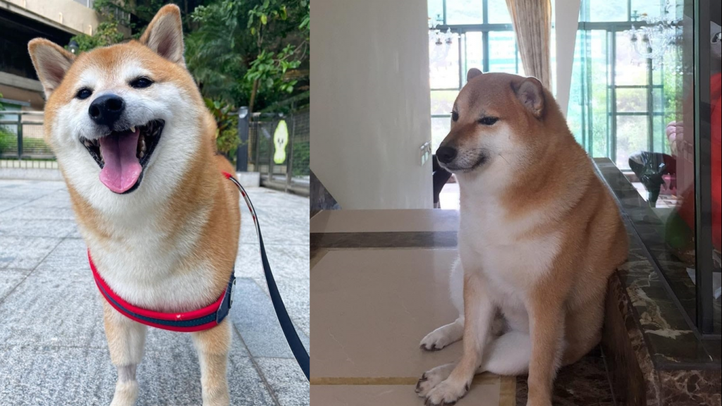 Se fue un grande: fallece “Cheems”, el perro de los memes