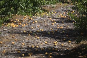 Bono para agricultores por sistema frontal: ¿en qué consiste y cuál es el monto a pagar?