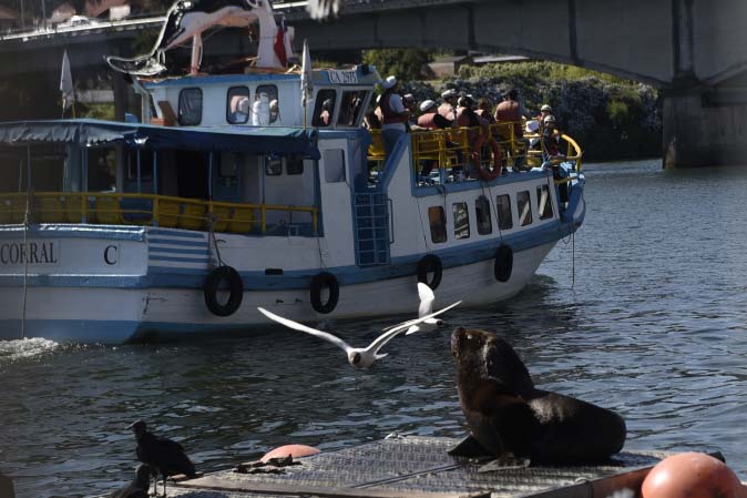 Diputado Mauro González abordó problemática de lobos marinos en la pesca artesanal: “El Estado debe hacerse responsable”
