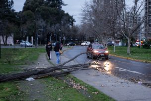 Caída de árboles provoca decenas de bloqueos en distintas comunas de Región Metropolitana