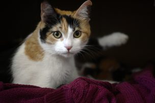 Sporothrix brasiliensis: ¿qué es el hongo en gatos y cómo se transmite a humanos?