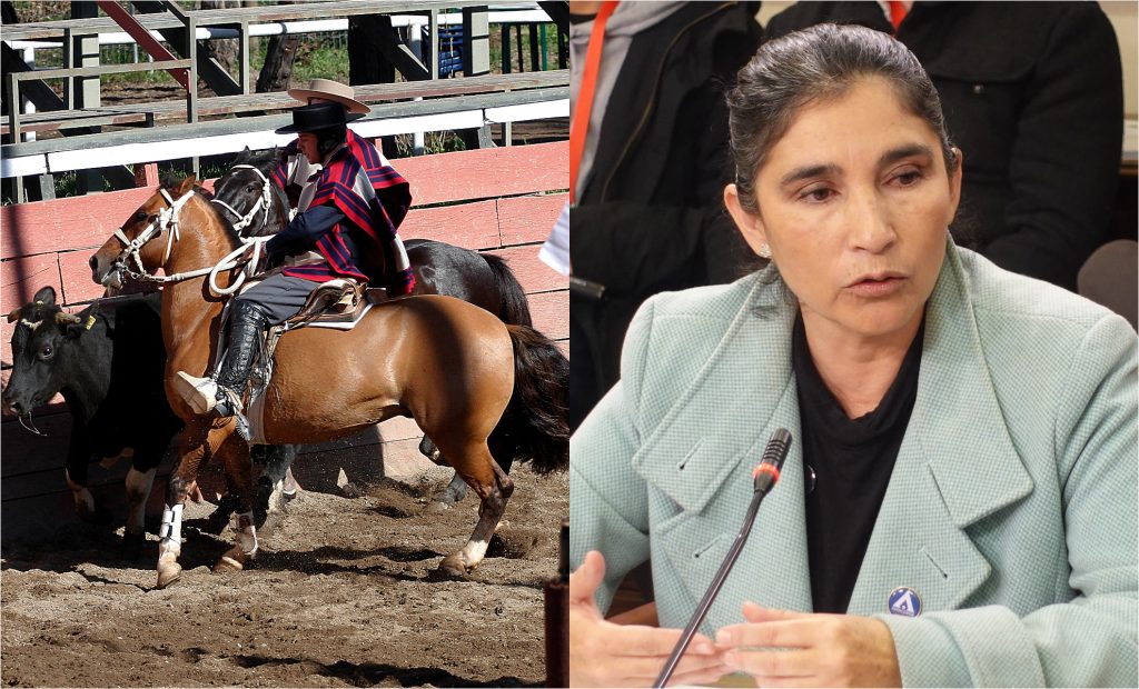 Diputada Ahumada calificó como una “pésima señal” proyecto que declara al rodeo como deporte nacional