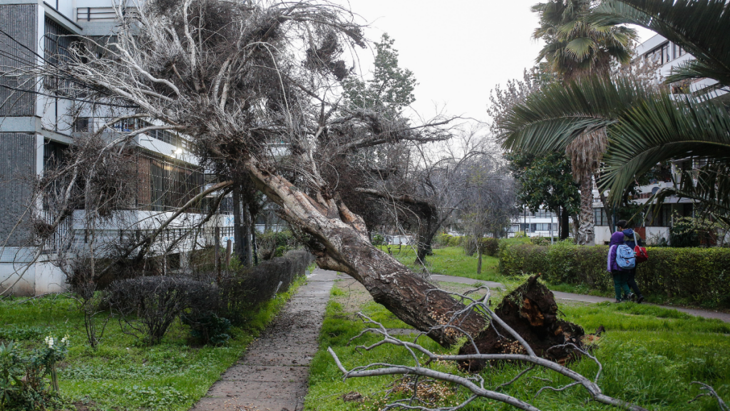Semáforos y árboles caídos en la Región Metropolitana por fuerte viento
