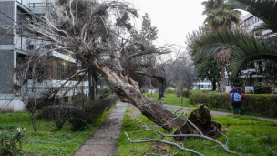 Semáforos y árboles caídos en la Región Metropolitana por fuerte viento