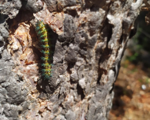 Divisan en el Maule cuncuna que devoró bosques completos en Aysén