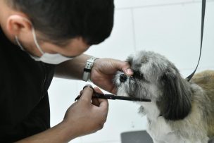 Con baños y cortes de pelo: Las Condes inaugura peluquería para mascotas con retiro a domicilio