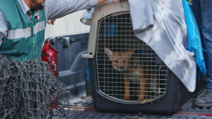 Zorro culpeo capturado en Las Condes es liberado en su hábitat natural tras rehabilitación