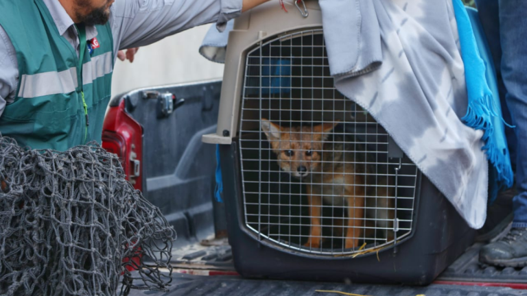 Zorro culpeo en Ñipas activó Código Rojo del SAG tras aparecer en techos de viviendas