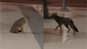 Tras intento fallido: SAG logró capturar a zorro que deambulaba en Las Condes