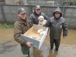 Concepción : Carabineros rescató a perrita y sus cachorros