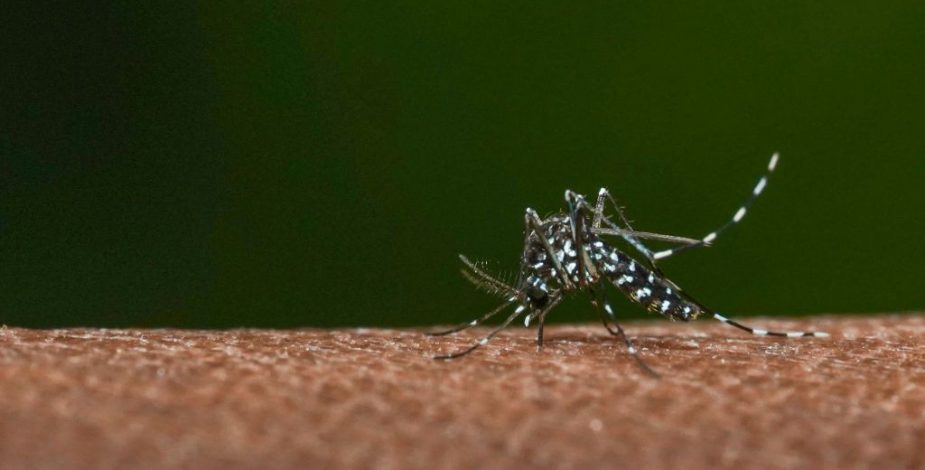 Se mantiene alerta sanitaria por dengue en siete regiones: Revisa los síntomas de la enfermedad