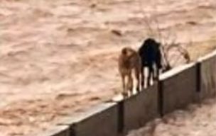 Rescatan a dos perros que quedaron atrapados en el río Mapocho