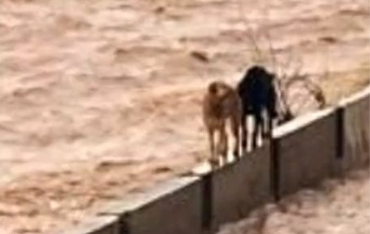 Rescatan a dos perros que quedaron atrapados en el río Mapocho