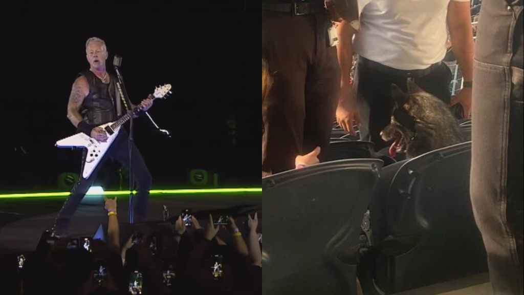 Perrita que se escapó de casa terminó disfrutando de concierto de Metallica: hasta la banda la destacó