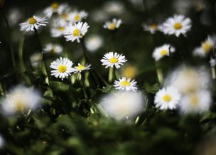 Este sábado inició oficialmente la primavera en Chile