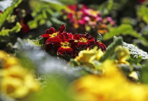 Este domingo se producirá el Equinoccio de Primavera en Chile