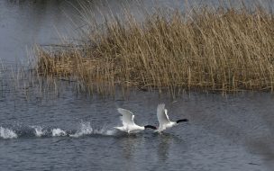 Aprueban crear cinco nuevos Santuarios de la Naturaleza