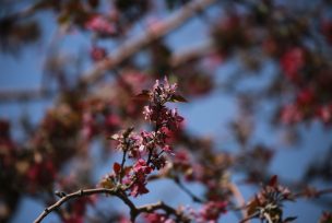 Se acerca la primavera: ¿Rinitis alérgica o resfrío? Conoce cómo diferenciarlos