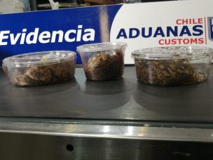 Aduanas encuentra serpientes y tortugas vivas ingresando al país