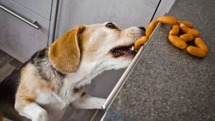 Fiestas Patrias: ¿cómo cuidar a las mascotas?