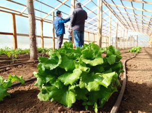 SNA: 65% de los agricultores que congeló sus inversiones lo atribuye a la incertidumbre política por el plebiscito