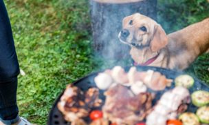 Fiestas Patrias: cómo evitar “dolores de cabeza” con las mascotas ante posibles accidentes