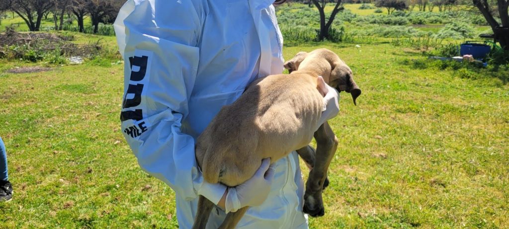 PDI detiene a mujer que mantenía a dos perros en estado de desnutrición