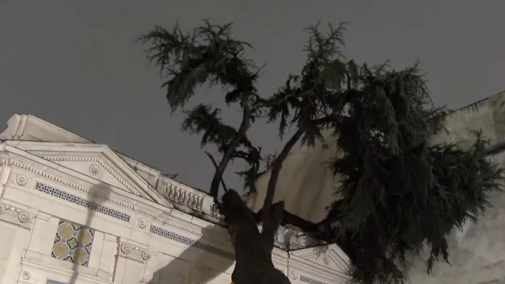 Árbol cayó sobre fachada del Palacio Cousiño producto de las lluvias: Se trata de un ciprés de 150 años