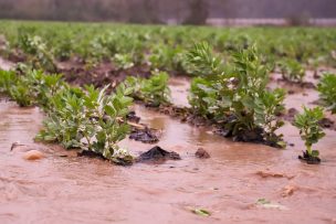 La Araucanía: Ministerio de Agricultura decreta Emergencia Agrícola en 16 comunas tras sistema frontal