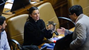 Diputada Maite Orsini ingresa a la Sala con un gatito en su abrigo: Oposición se quejó