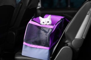 Los mejores tips para viajar con tus mascotas