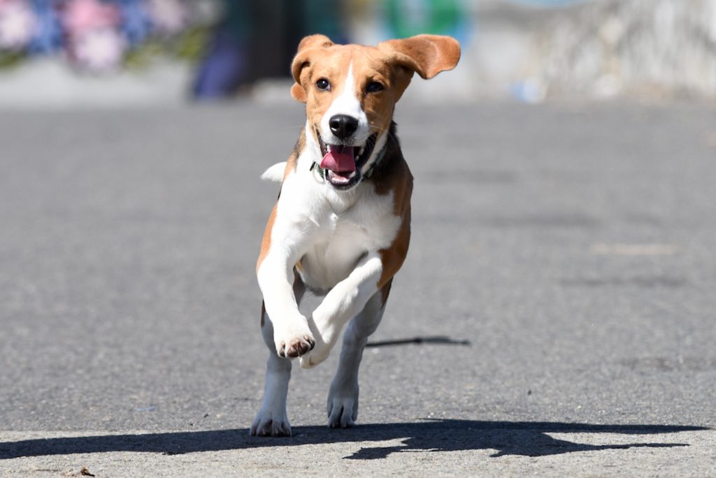 “Patitas al Parque 2023”: La tenencia responsable se toma el Parque Inés de Suárez este sábado