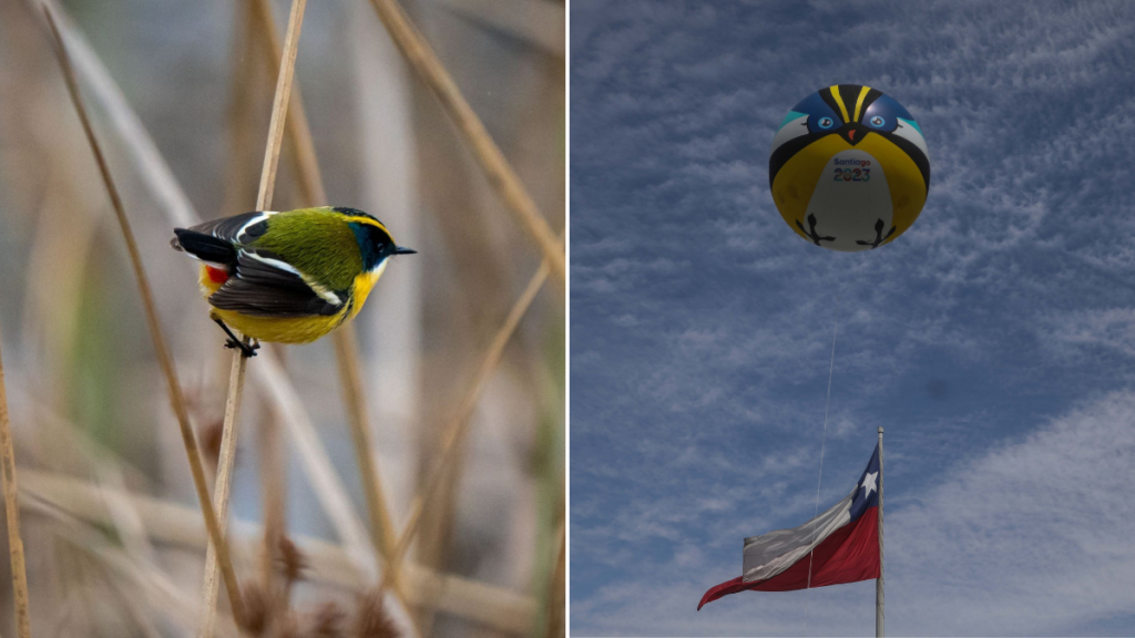“El siete colores”: Conoce más de Fiu, la mascota oficial de los Juegos Panamericanos Santiago 2023