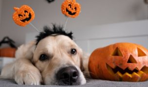 Halloween 2023: ¿Por qué no debes darle dulces a tu mascota?