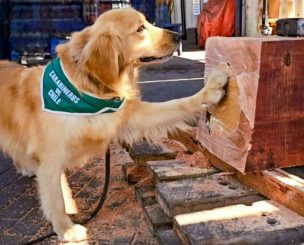 Oculto en tronco de madera nativa: Carabineros incautó 1.500.000 dosis de droga de alta pureza