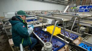 SAG busca inspectores de fruta para temporada de exportaciones agrícolas 2023-2024